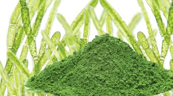 chlorella health benefits